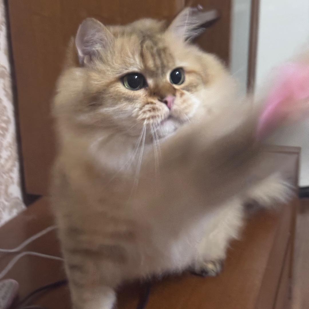 一根鸡小胸🪶