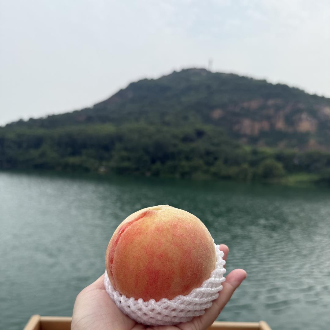 无锡桃你欢喜