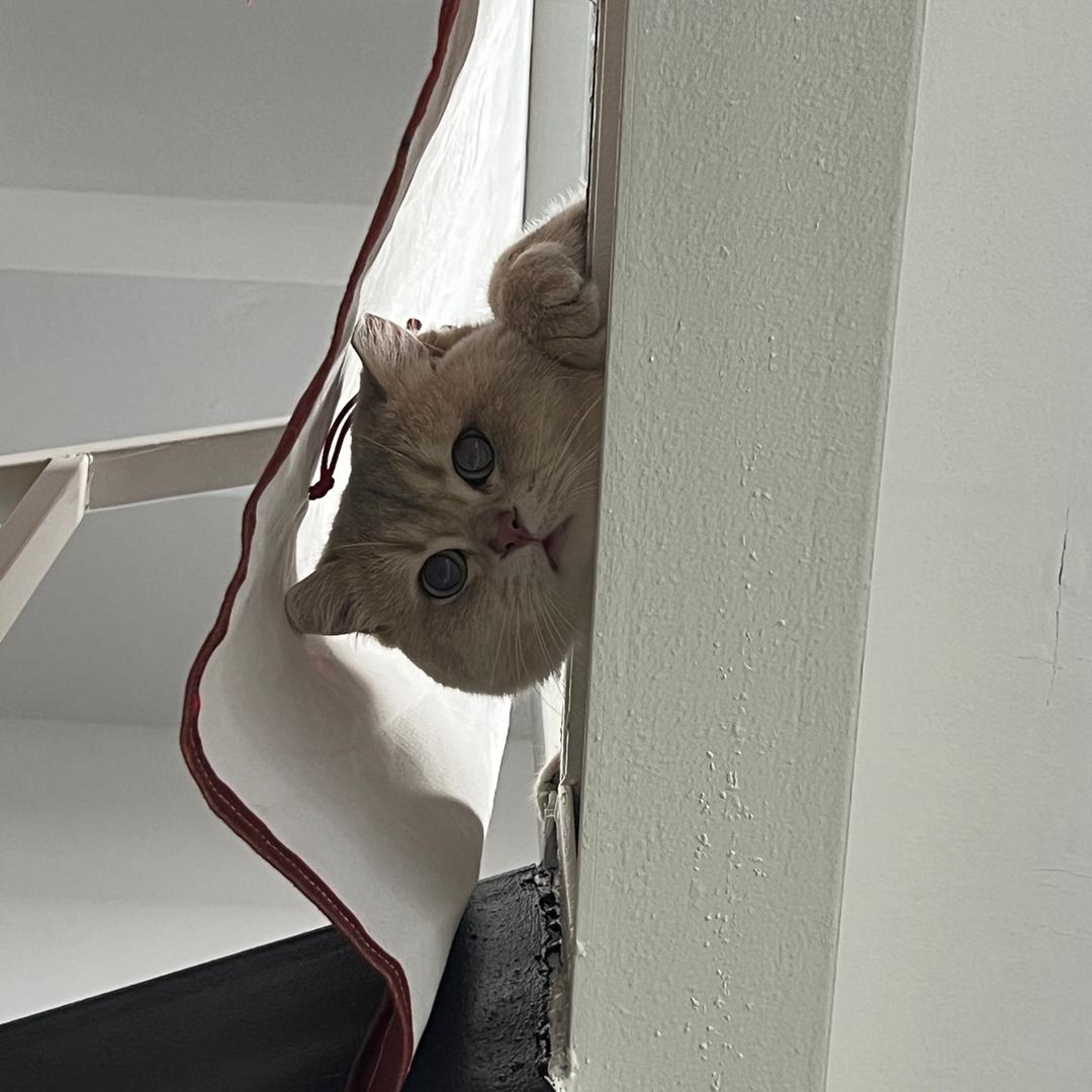 纯情小火鸡