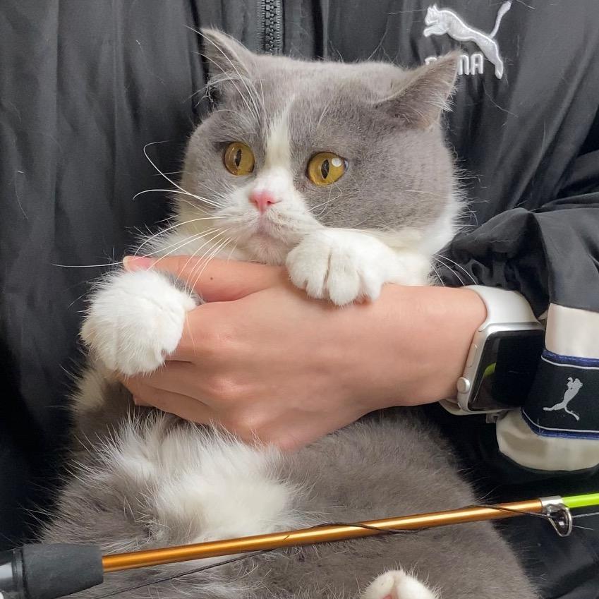 发大财是只猫（好物种草号）