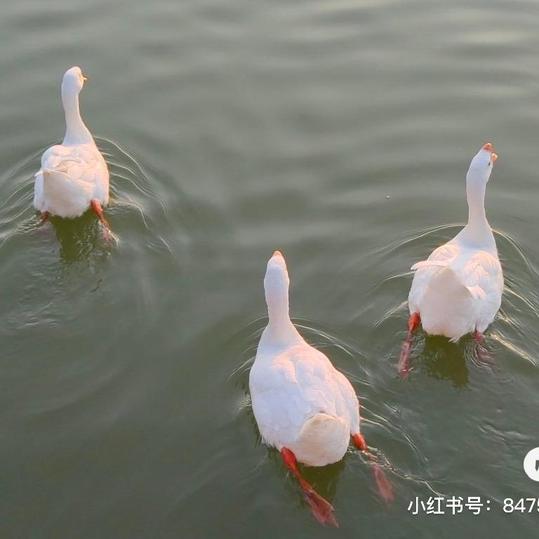 拾花映画.摄影师  圈圈