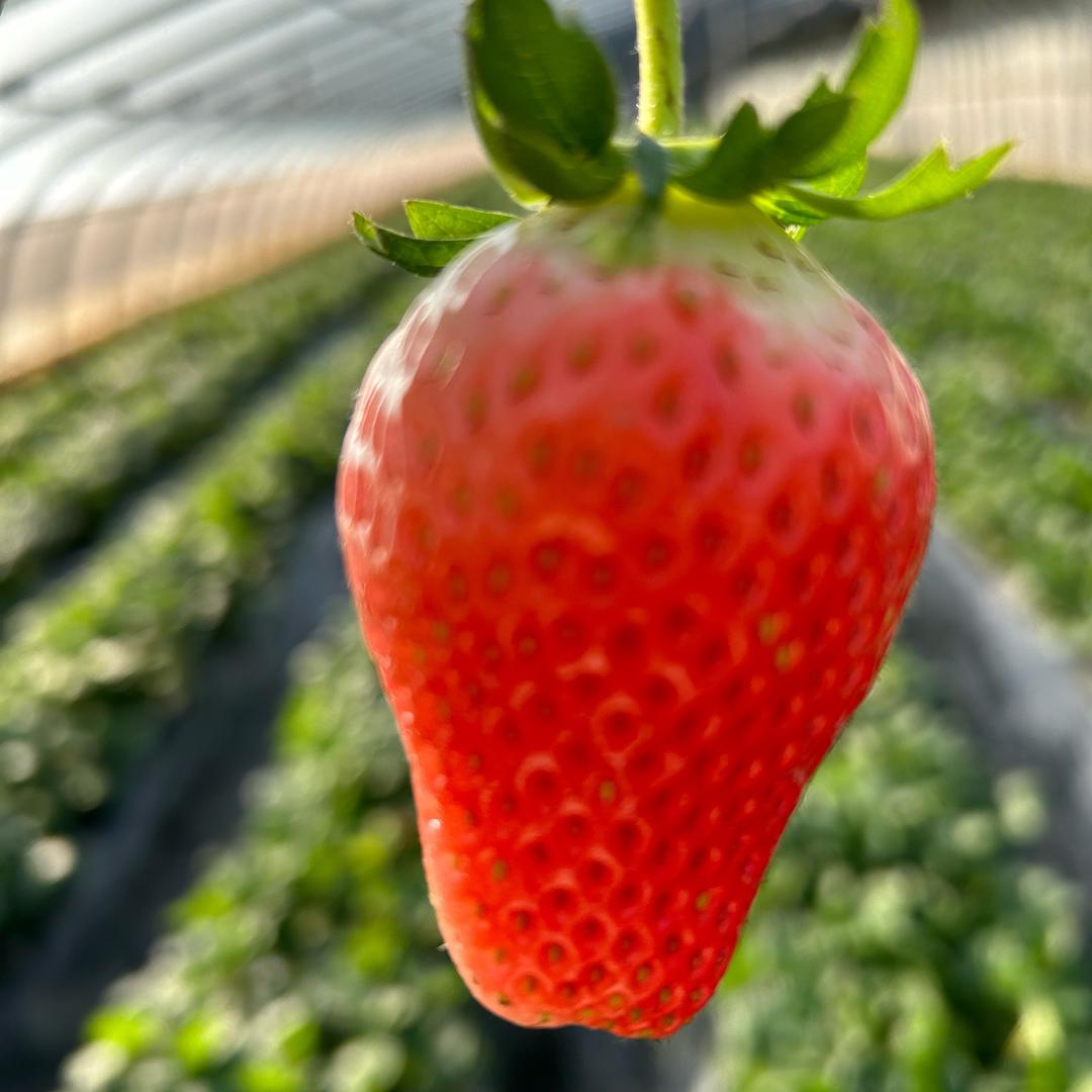 甜莓儿草莓基地