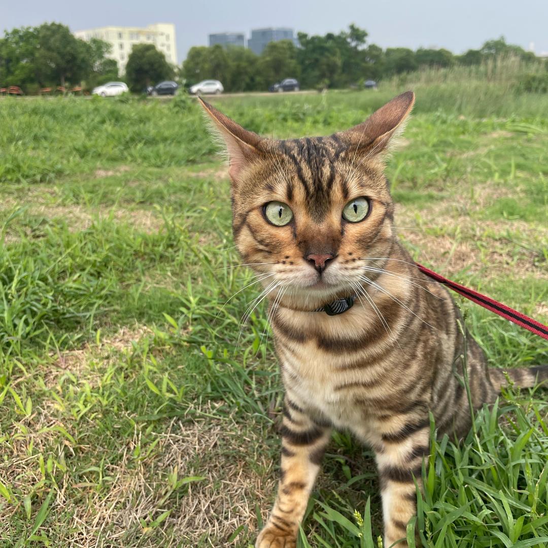财宝是只豹