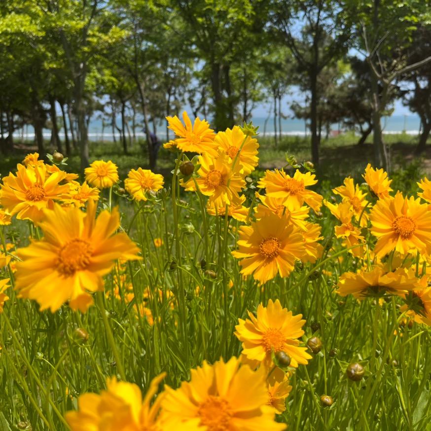 美丽青岛西海岸石雀滩