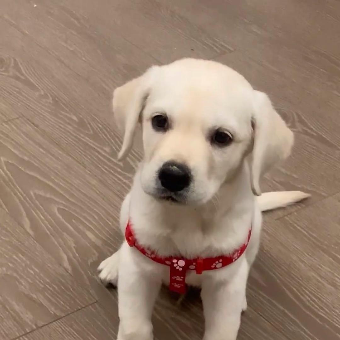 拉布拉多宠物之家