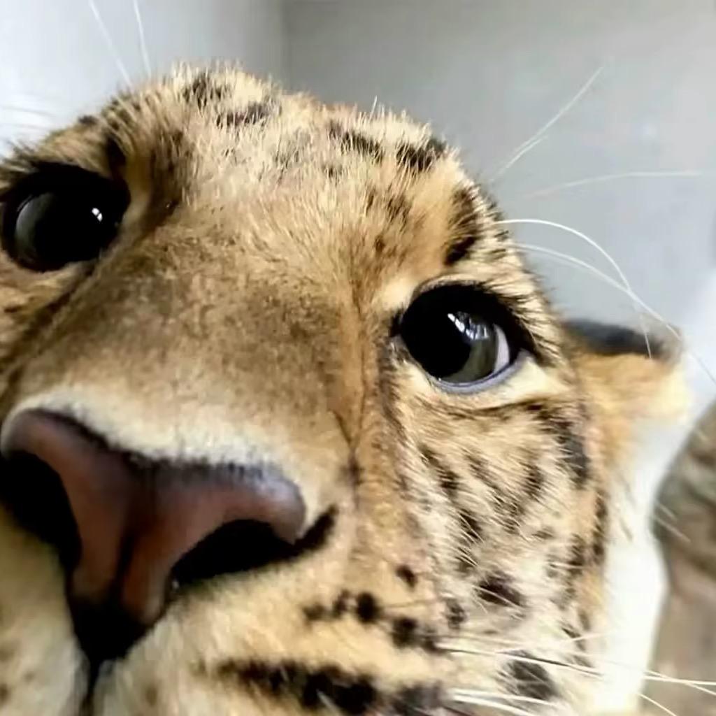 因太帅被判无期