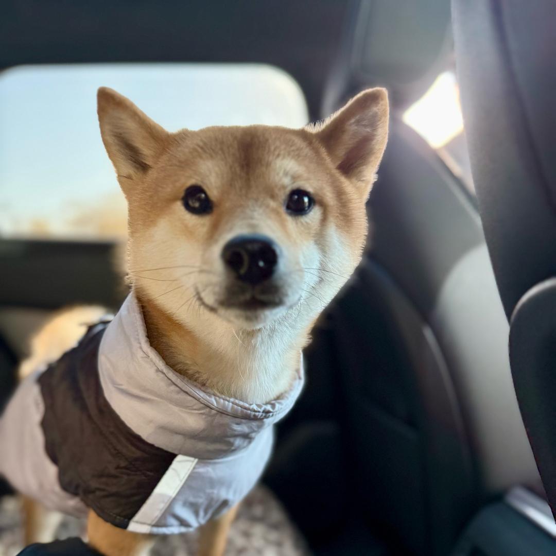 是阿米呀（豆柴找女友）