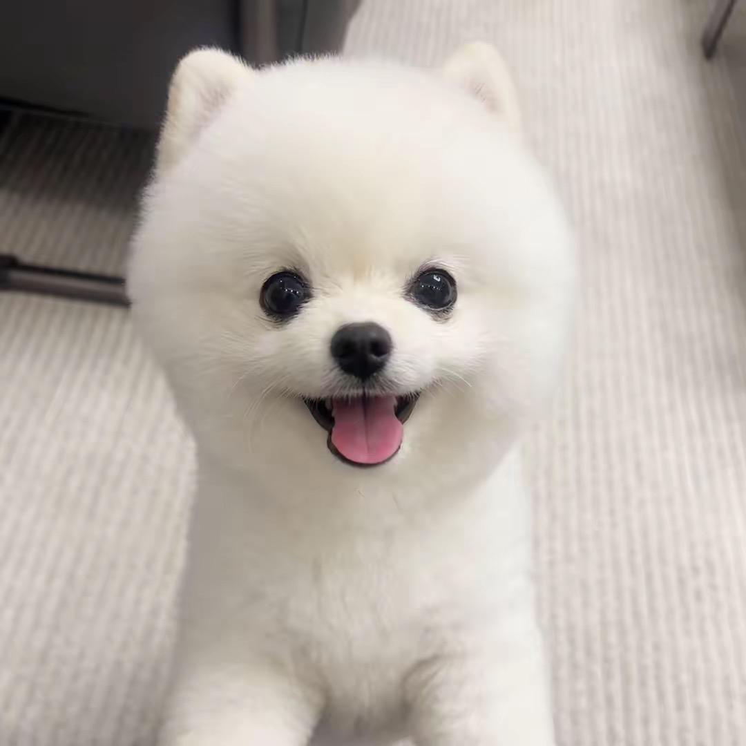 莫小仙 小铁锤萌宠