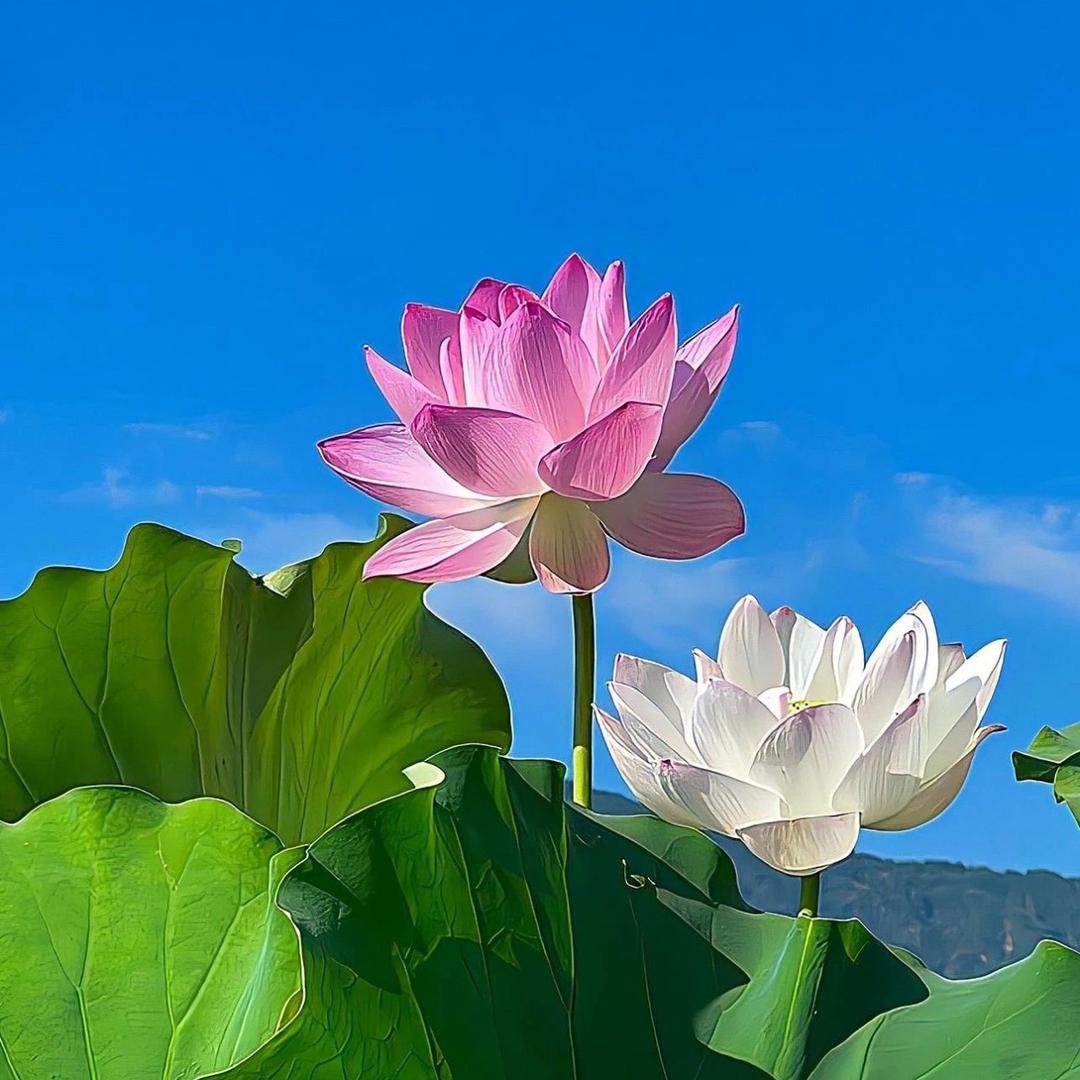 饱龙