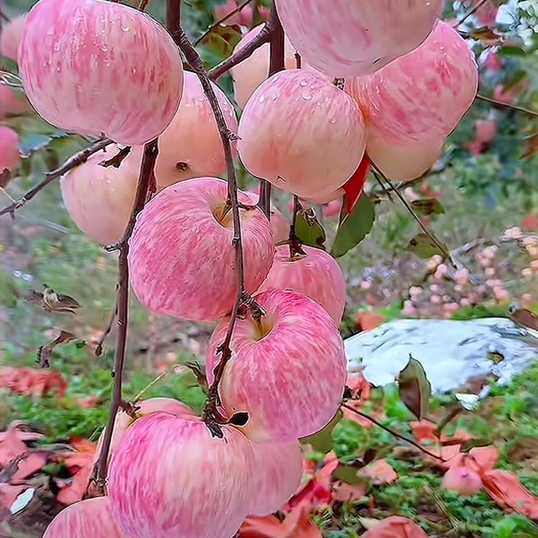 枫林听雨