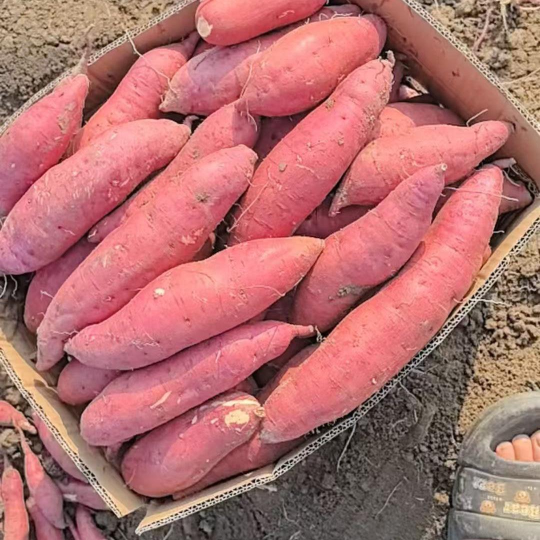 安徽清勇薯业阜阳红薯