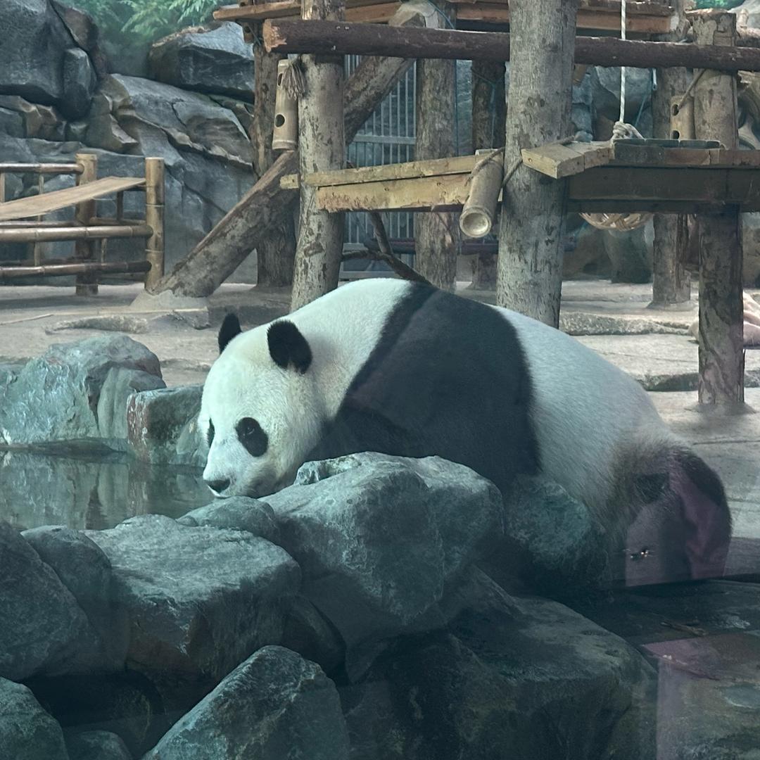 大鹏哥