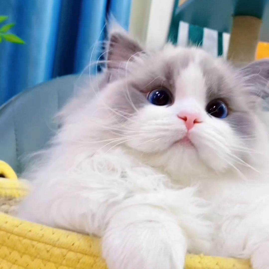 瑟琳娜布偶猫舍