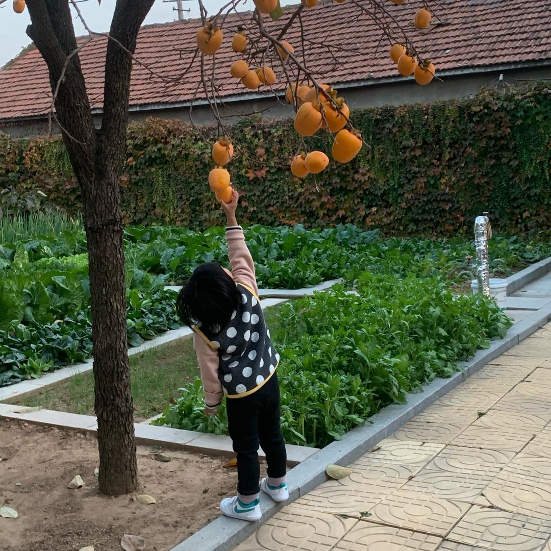 菜满乡园艺旗舰店