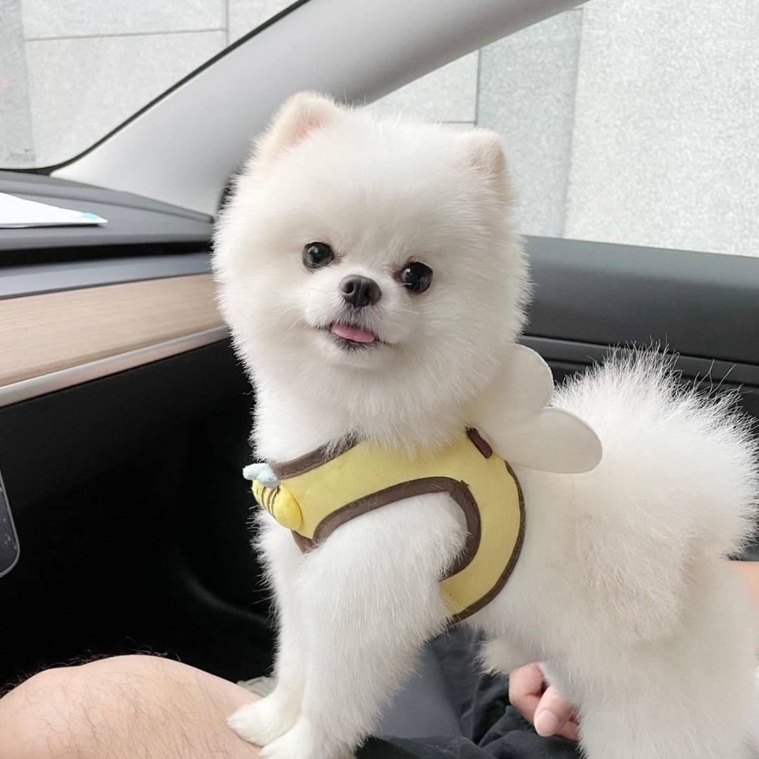 小悦🧚‍♀️你的宝