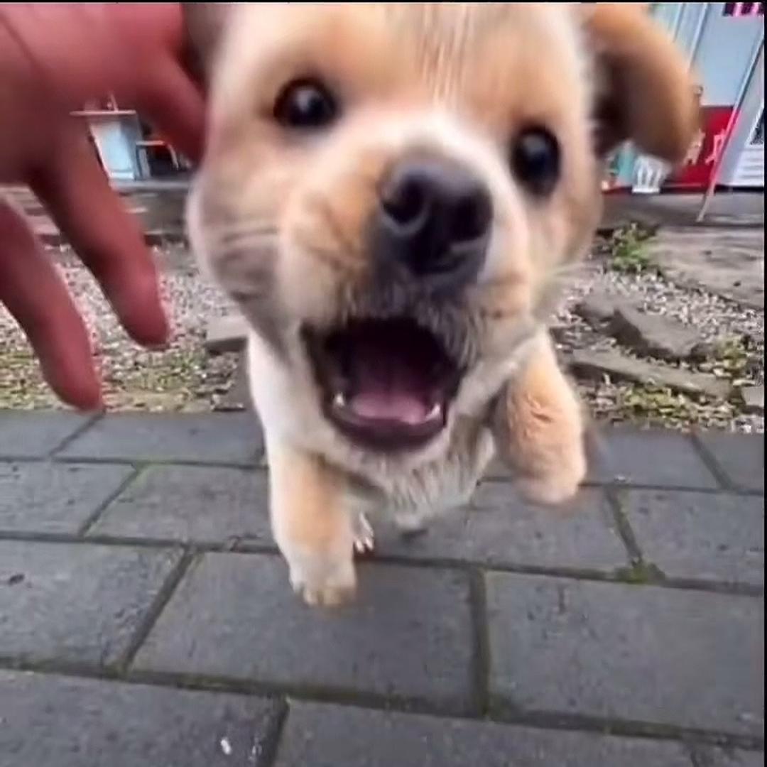 加特辣