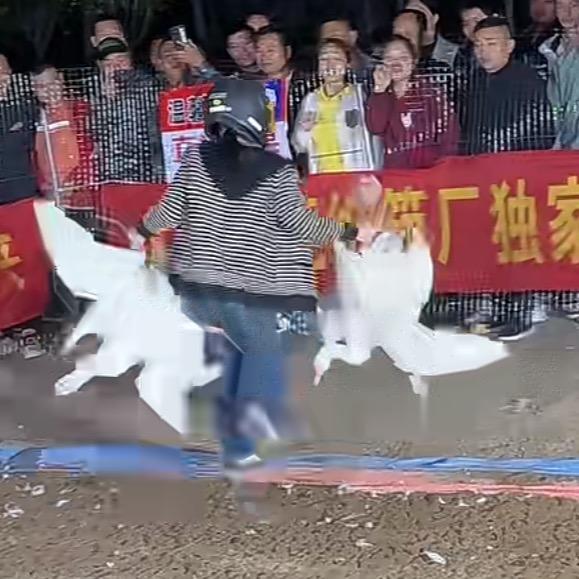阳八鐤11