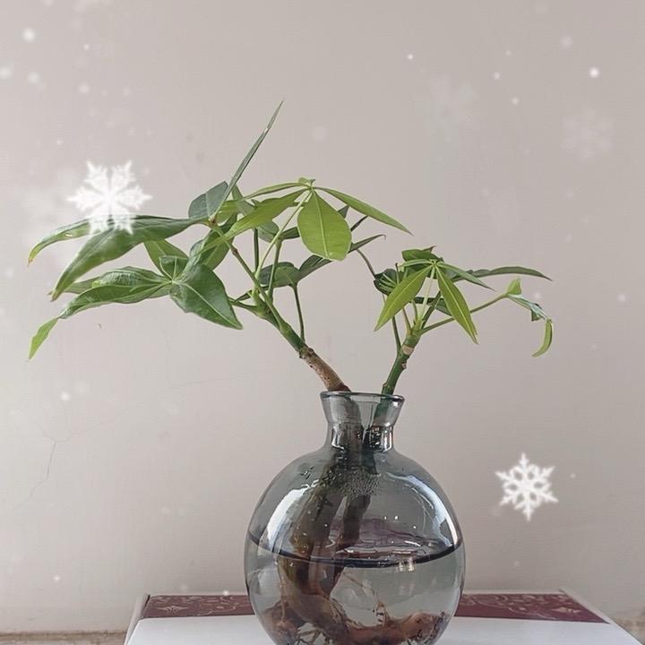 幸运草
