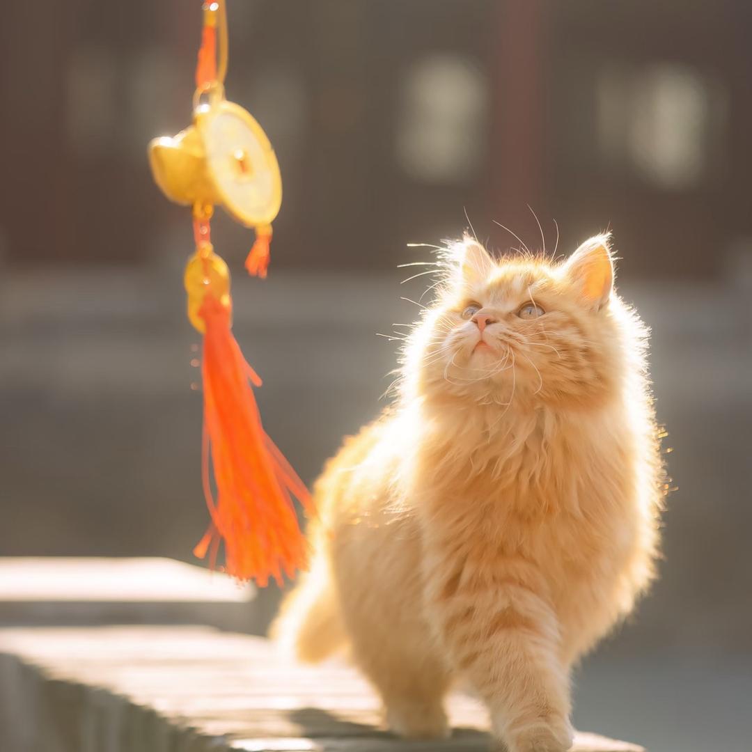 会发光的小余⚡