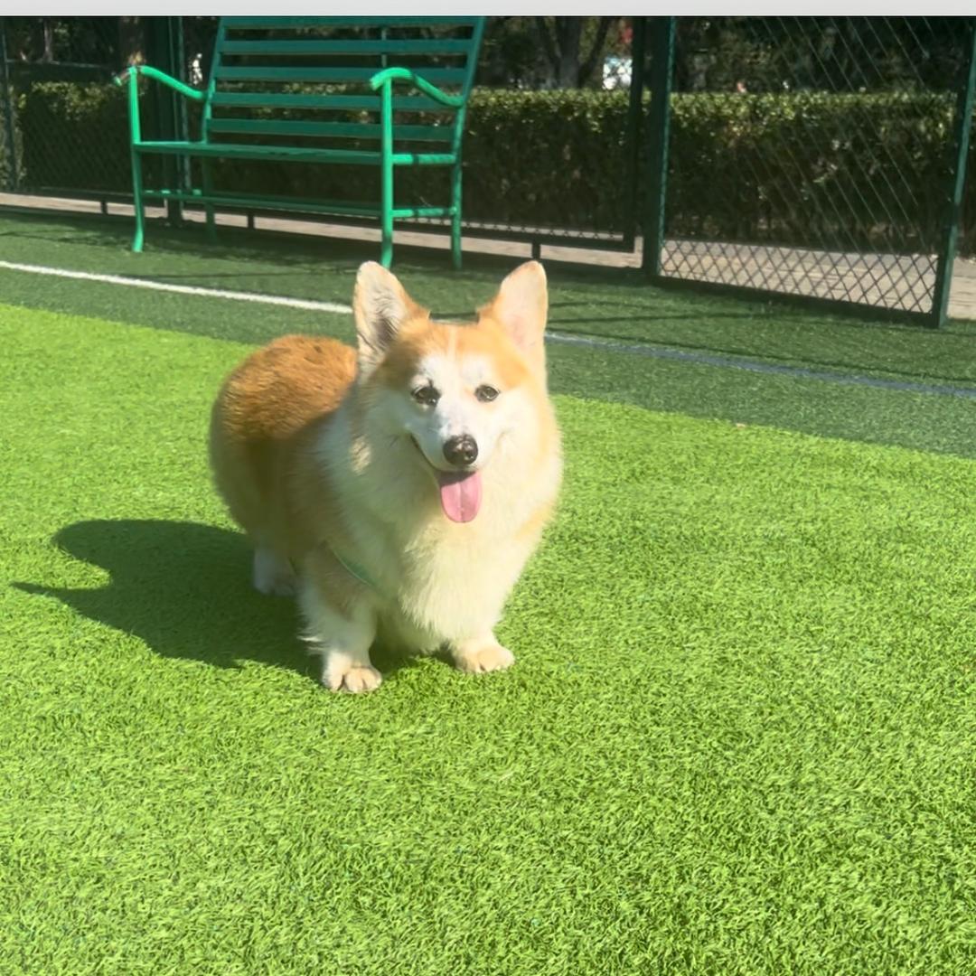 腾新犬舍（3）～马克的幸福生活