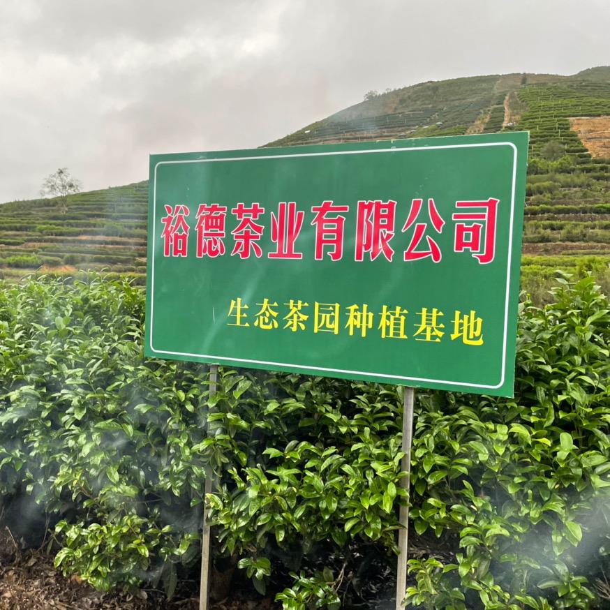 裕德单丛茶