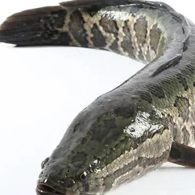 雷强不空军🐟