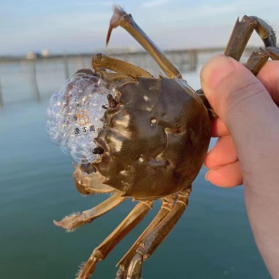 阳澄好记大闸蟹甄选