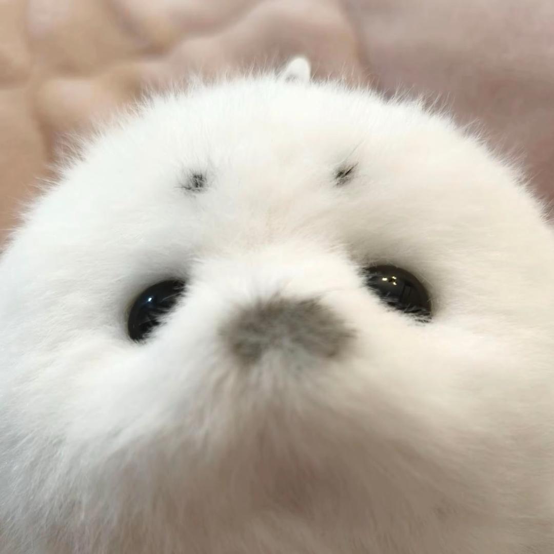 桃桃乌龙茶-