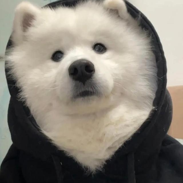小小王同学🐯