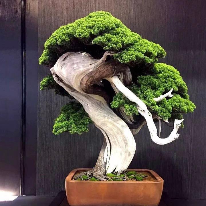 盆景小玩家