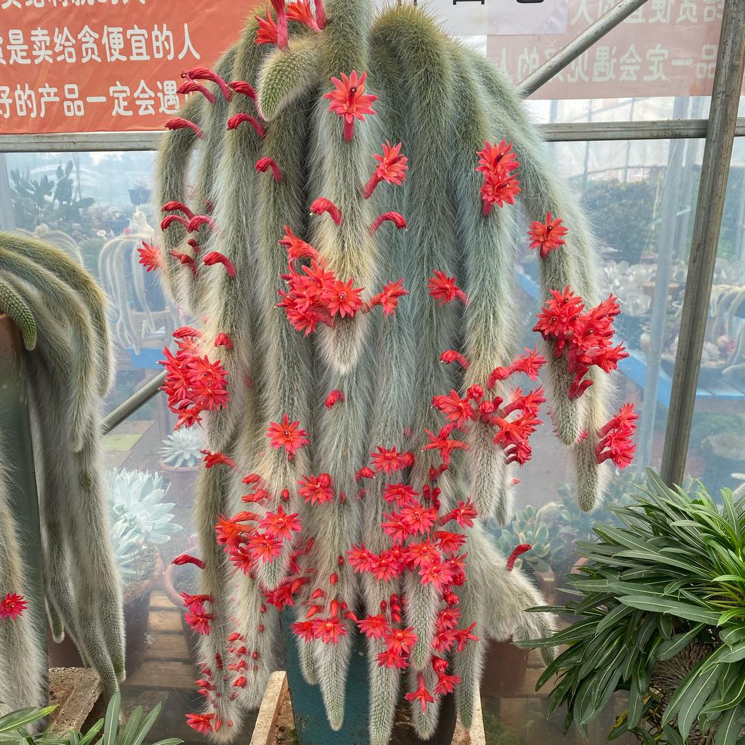 昆明九尾狐种植基地