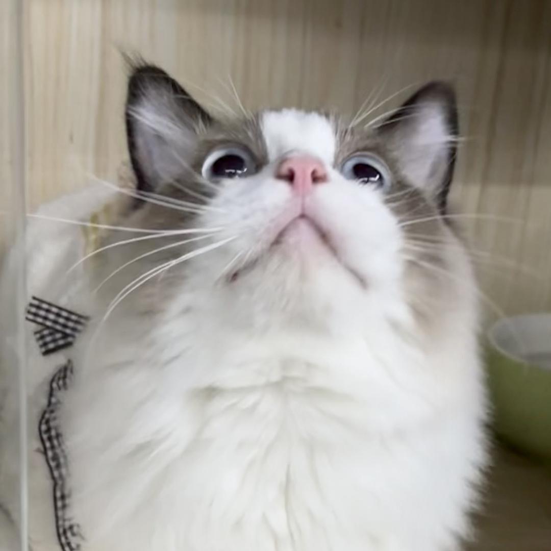 Teasego逗着走宠物用品企业店