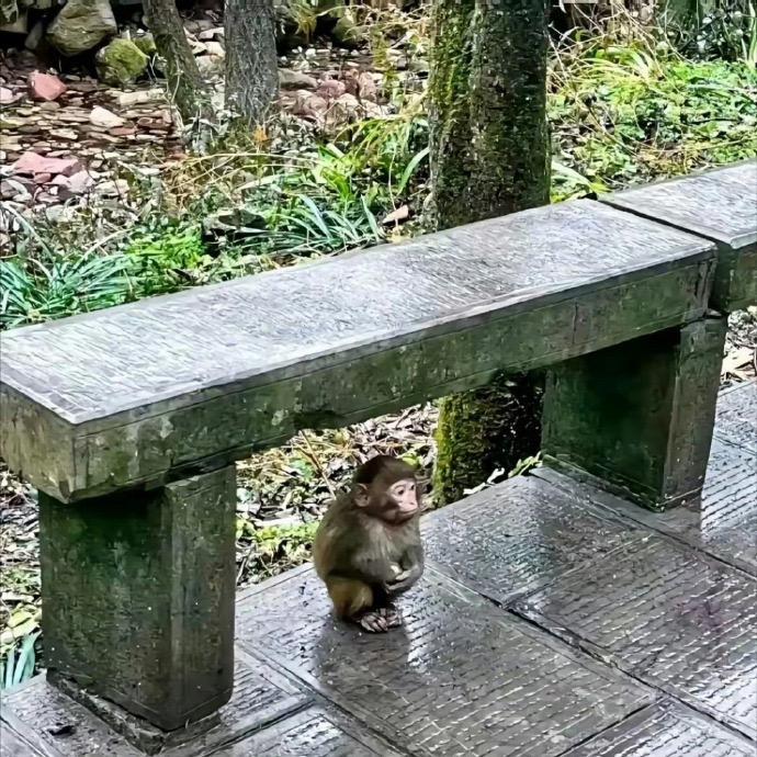 留守老猴