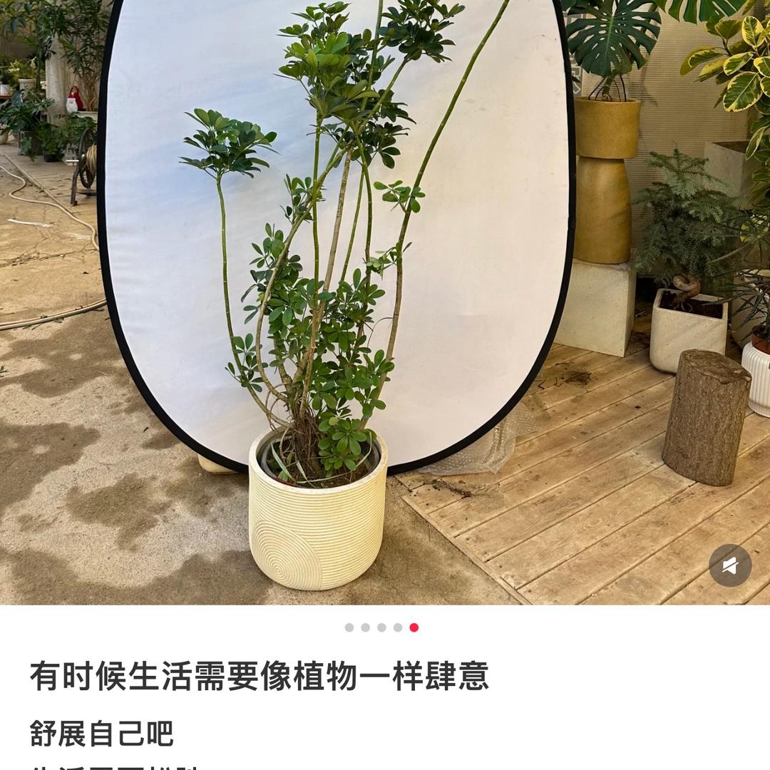 树下有花