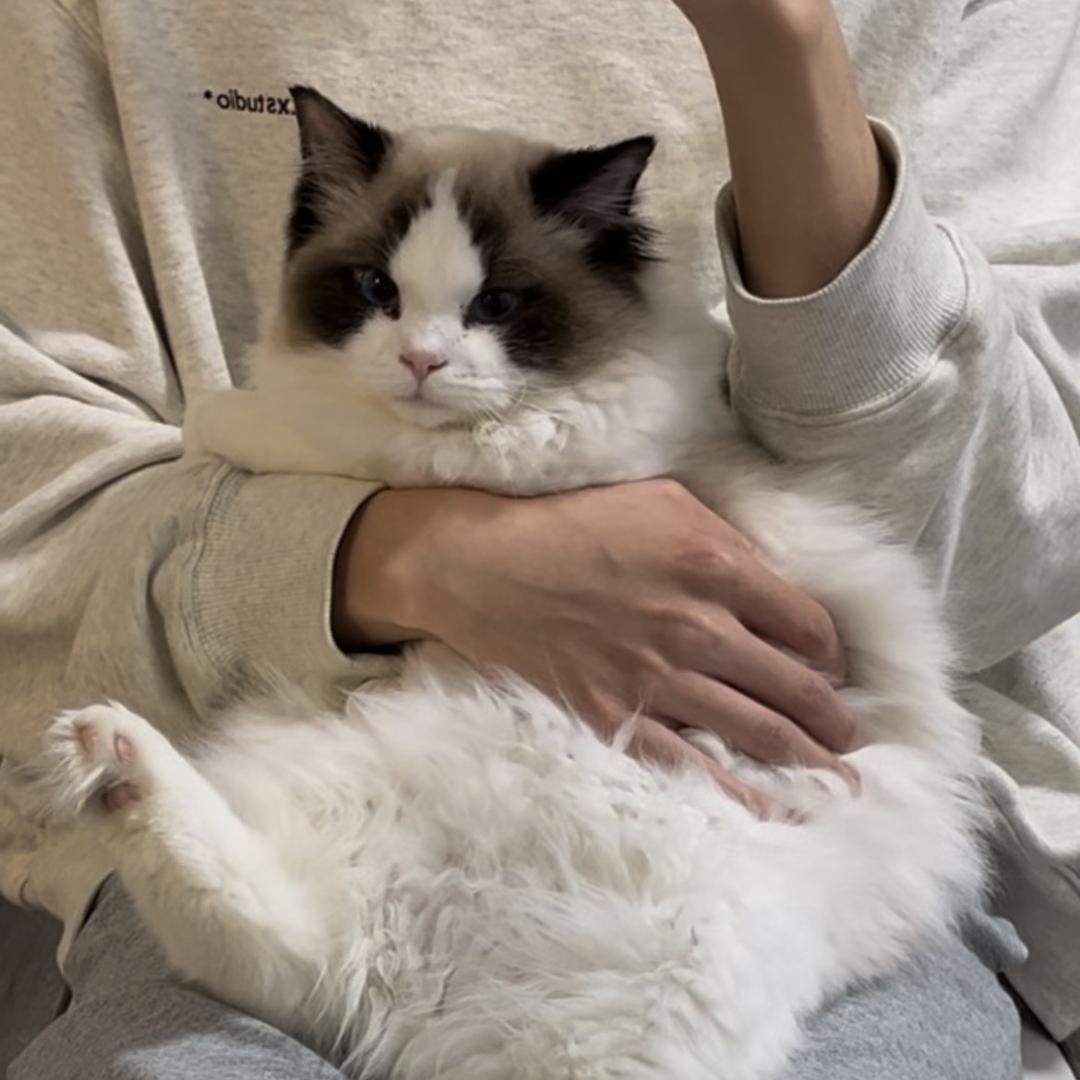 下次见（蛋仔派对）