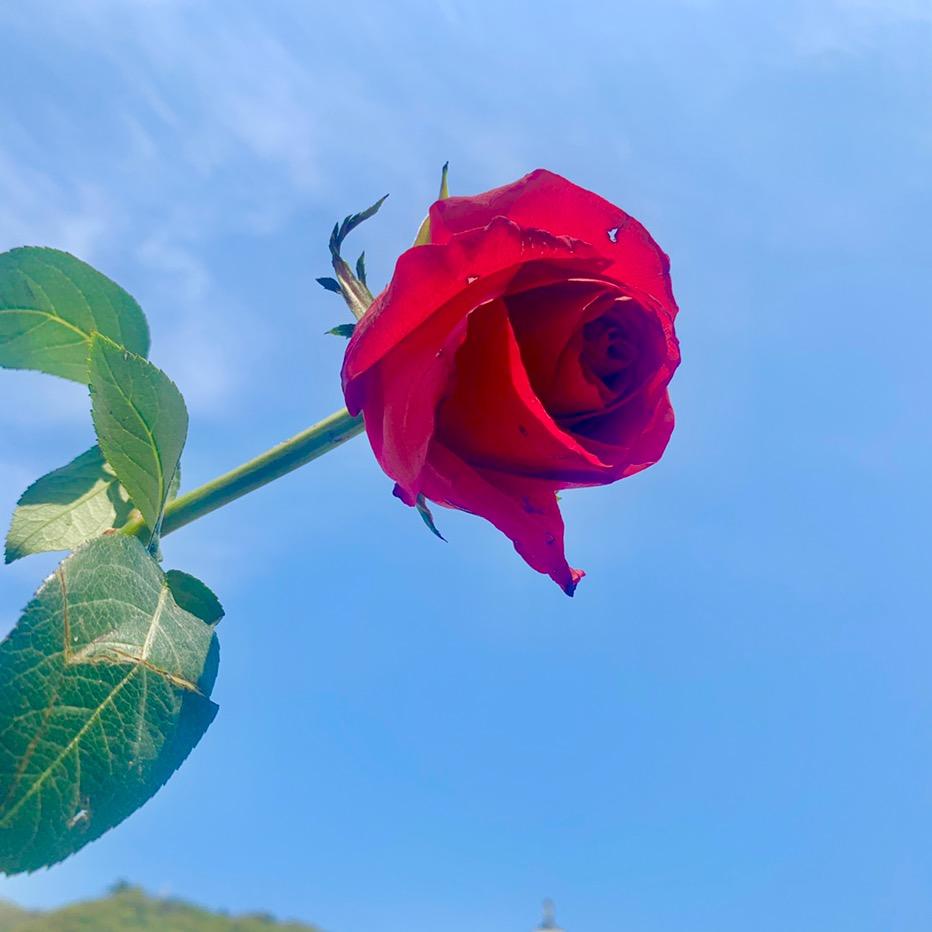 沐之晴