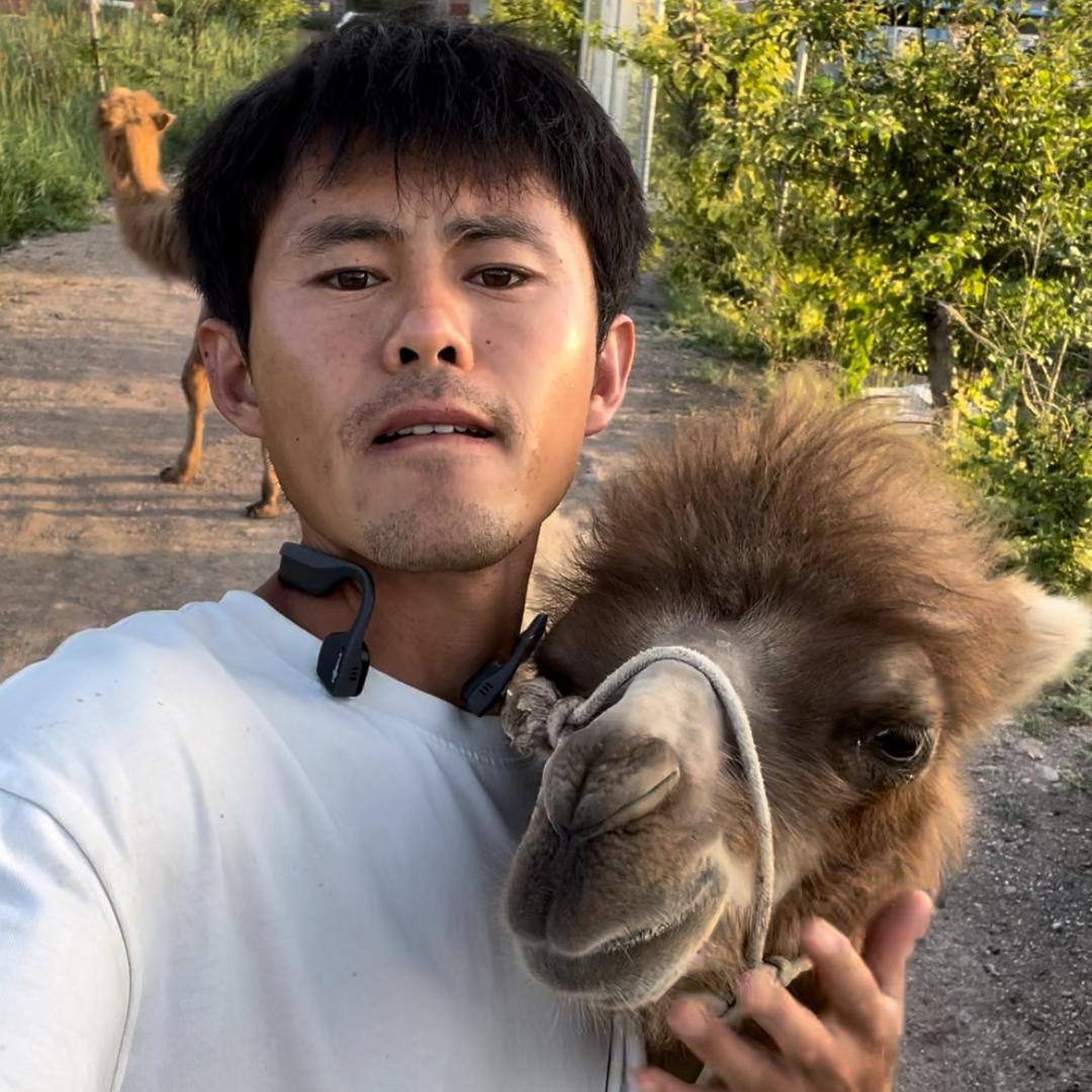 骆驼（宁夏吴伯轩）