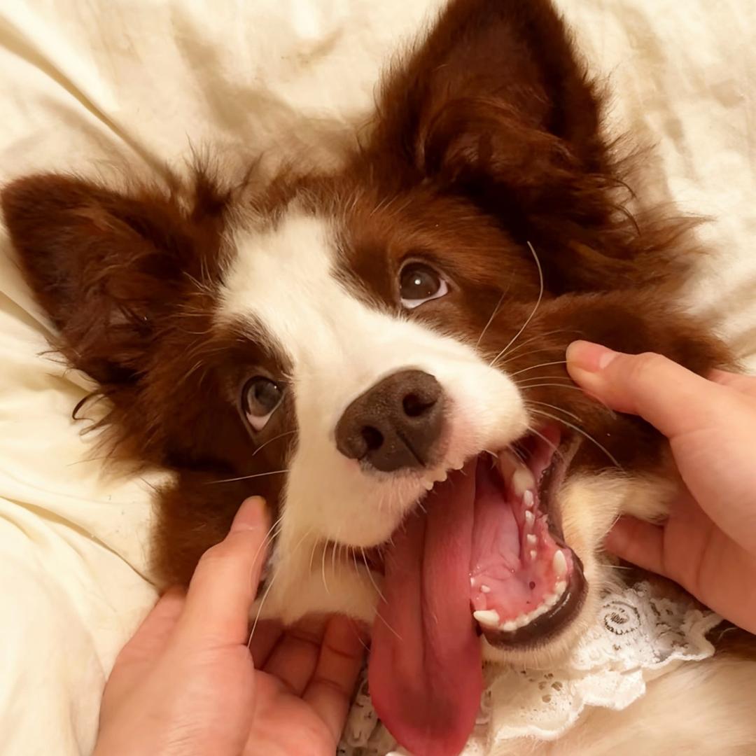 壮壮是个小帅哥🐶（边牧弟弟）