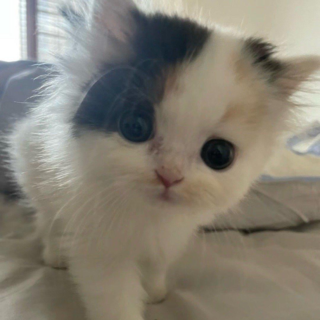 洛洛