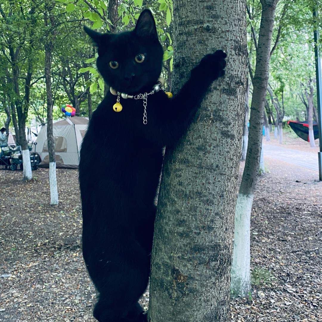 黑猫警长🐈‍⬛