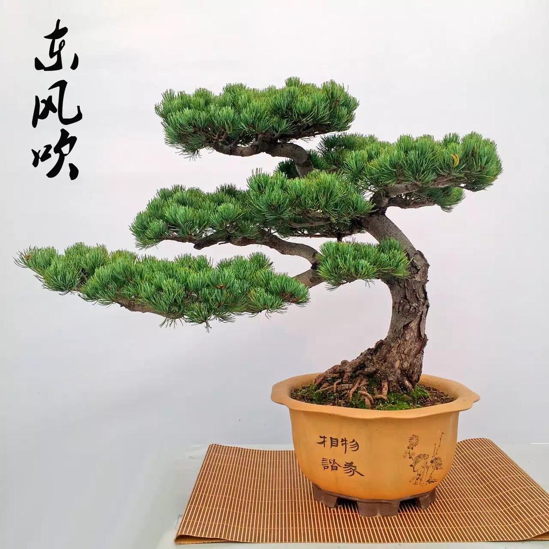 木公盆景