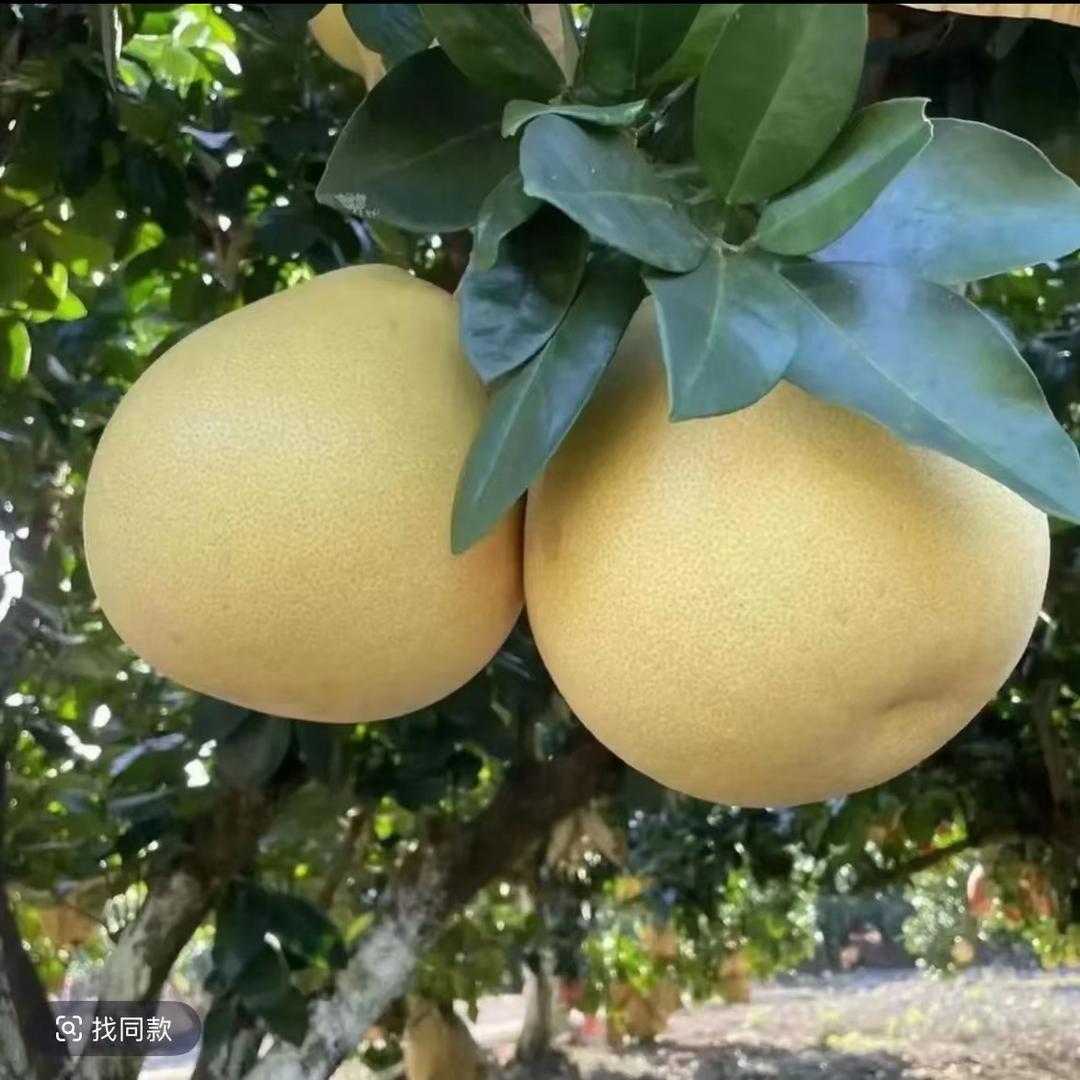 林姐姐土特产店