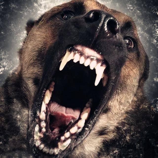 猛犬大队长