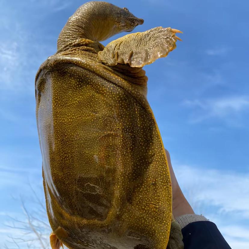 中华鳖养殖小菱