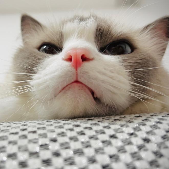 从你的全世界略略略