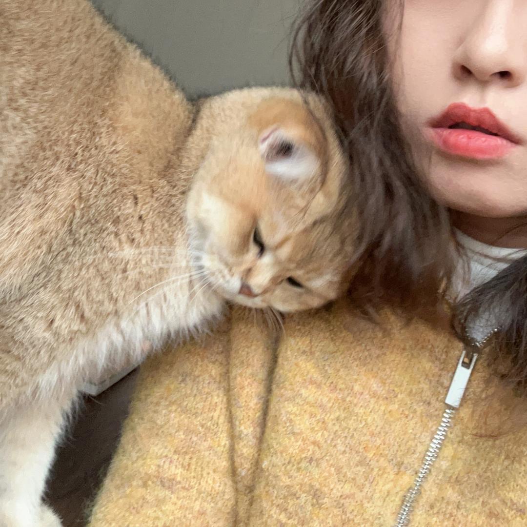 阿泽有猫