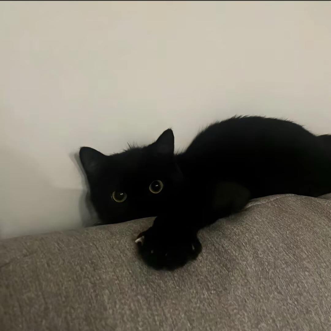 ·夭夭