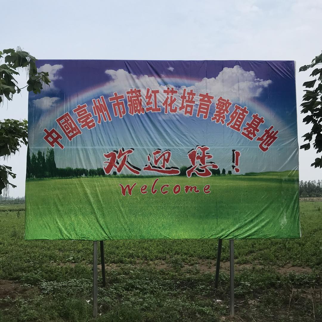 兵涛农业合作社 藏红花标准化种植基地