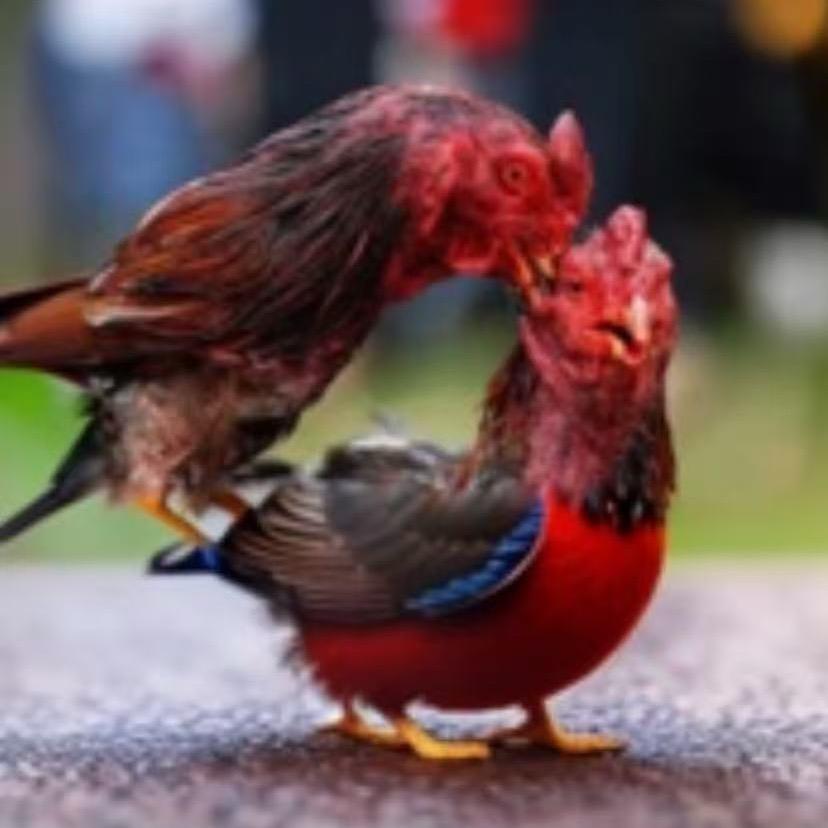 越南精品斗鸡（小杨）