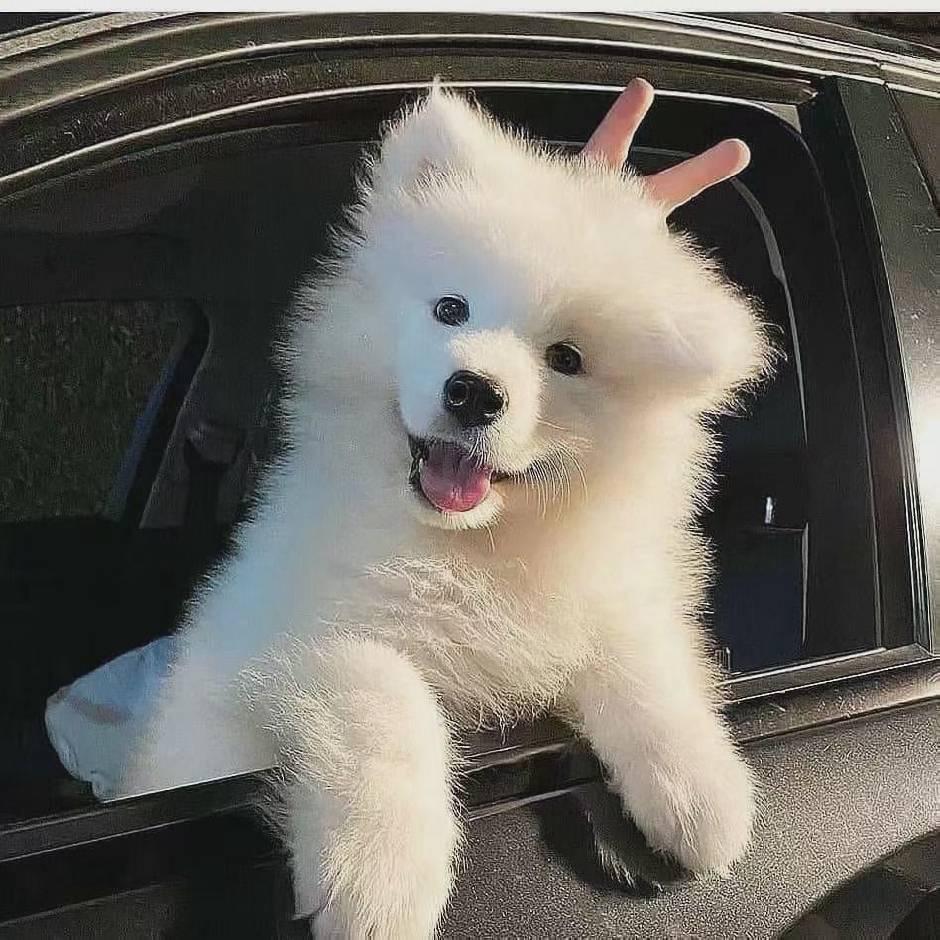 小林不吐葡萄皮